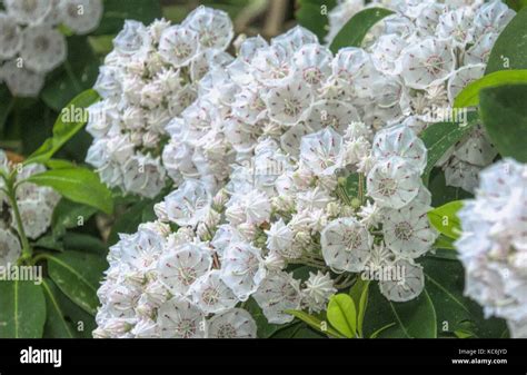 Mountain Laurel Hi Res Stock Photography And Images Alamy