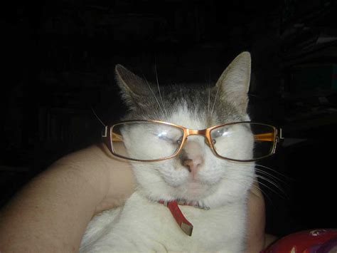 Chat à lunettes chat qui fait la tête Figaronron