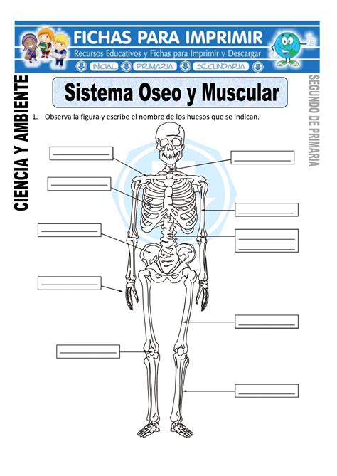 Ficha De Sistema Oseo Y Muscular Para Segundo De Primaria