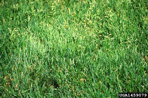 Annual Bluegrass Poa Annua Cyperales Poaceae 1459079