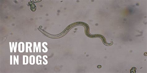 Worms In Dogs Prevention Dog Worm List Treatment And Faqs