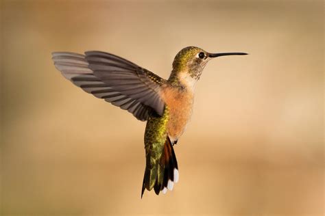 Broad Tailed Hummingbird In Early Morning Flight Rwildlifephotography