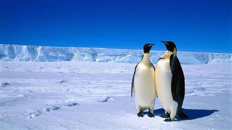 Penguins Snow Birds Wallpapers Hd Desktop And Mobile