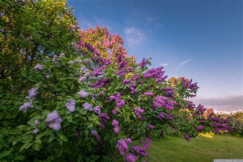 Blooming Lilacs In The Botanical Garden In Kyiv · Ukraine Travel Blog