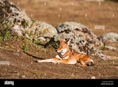 Ethiopian Wolf Canis Simensis Bale Mountains National Park Ethiopia