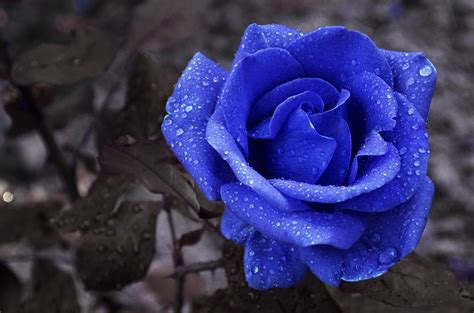Dapatkan merek gambar mawar baru dan menikmati keindahan mawar. 30+ Gambar Bunga Mawar Terbaik - Server Gambar
