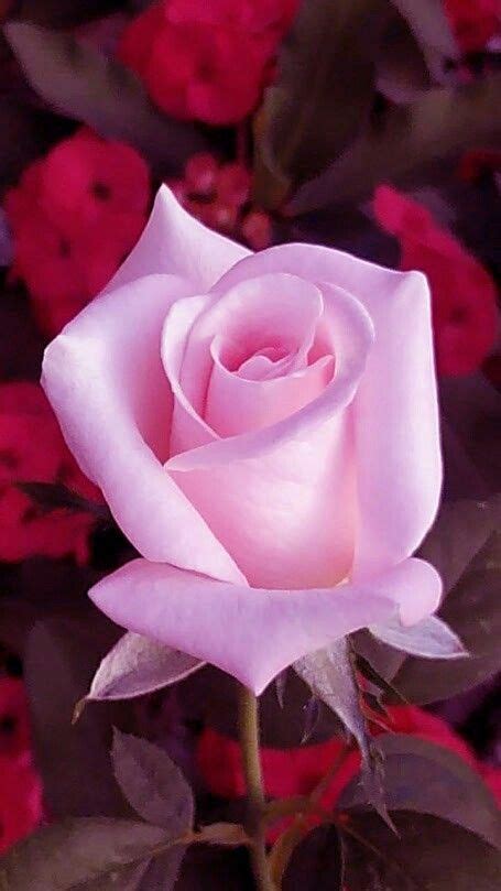 Rose Flower Pictures Beautiful Flowers Pictures Beautiful Flowers