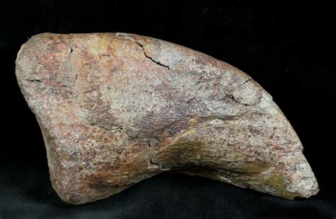 66 Sauropod Camarasaurus Dinosaur Claw Colorado For Sale 26871