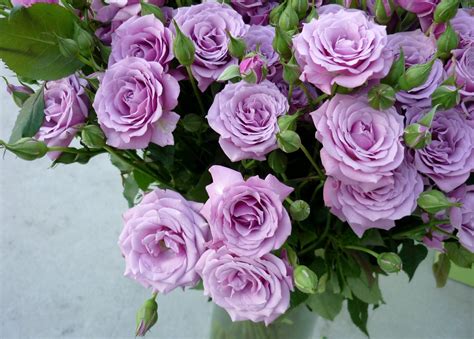 Lavender Colored Roses