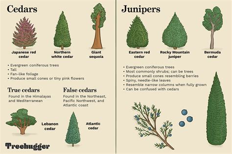 Types Of Cedar Trees For Landscaping
