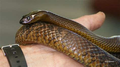 Fierce Snake Inland Taipan 5 Photograph By Gary Crockett Pixels