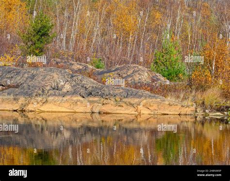 Biodiversity In The Sudbury Basin Beaver Pond And Rocks Greater