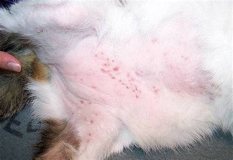Dermatitis Cat Fungal Infection Skin