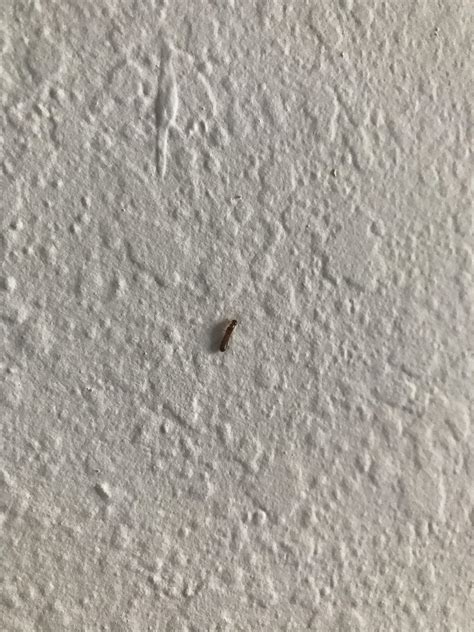 What Is This Little Bug That I Keep Seeing Crawling Up My Walls In