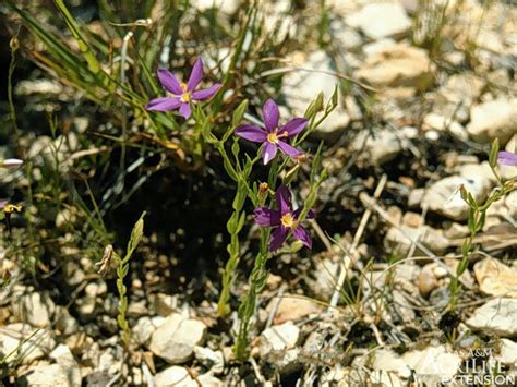 Plants Of Texas Rangelands Mountain Pink