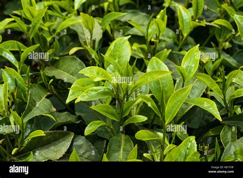 Tea Plant Leaves Camellia Sinensis Kenya Stock Photo Alamy