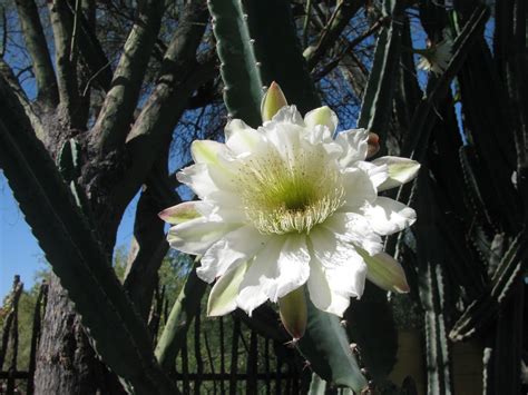 Members of the cactus family (cactaceae) bear flowers that are noted for the many stamens in their centers. Cereus | Cactus, Bloom, Plants