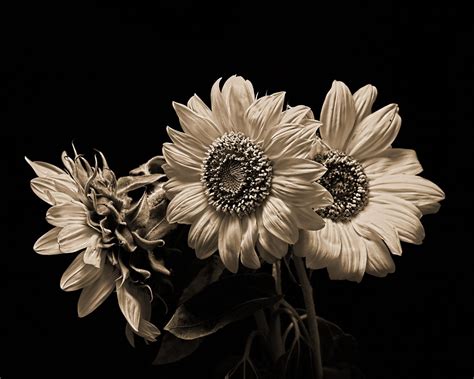 Three Sunflowers Black And White 0827 Sunflower Black And White