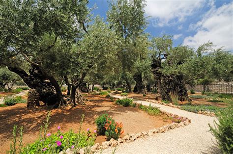 Schneeglöckchen, winterling, krokus, scilla, traubenhyazinthe, leberblümchen, gänsekresse, lungenkraut, blaukissen, silberwurz, steinkraut, vergissmeinnicht. Garten Gethsemane (Getsemani/Gat-Schmanim) - Israel Magazin