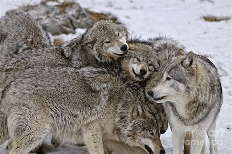 Happy Wolf Pack Photograph By Wolves Only
