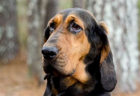 Black And Tan Bloodhound Dog Stock Image Image Of Border Mastiff