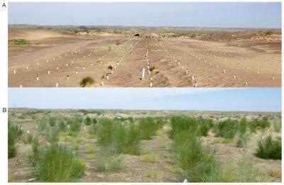 Soon, the sound of the desert is drowned out by a hissing: A new tree-planting technique for ecological control of ...