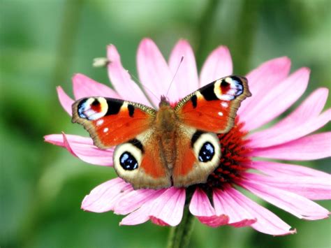 10 Top Butterfly With Flowers Wallpapers Full Hd 1920×1080 For Pc