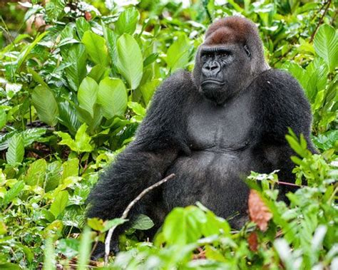 Gorilla Size Species Habitat And Facts Britannica