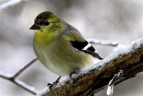 American Goldfinch Winter