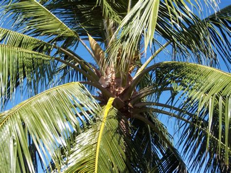 Free Picture Tree Coconut Paradise Palm Tree Beach