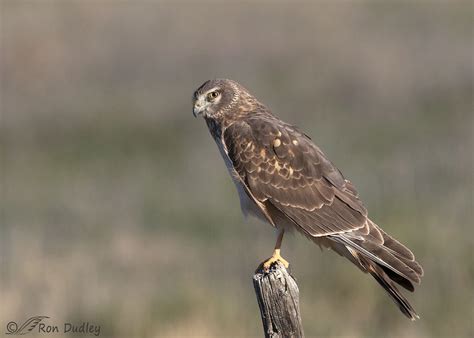 Why Was The Marsh Hawks Name Changed To Northern Harrier Feathered