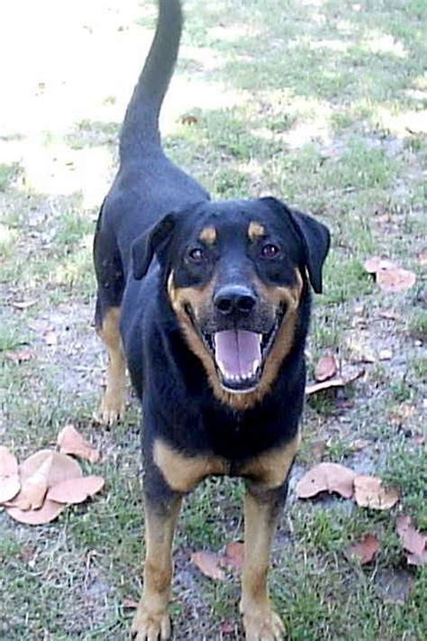 See more ideas about rottweiler, puppies, rottweiler lab mix puppy. Lab Rottweiler Mix | Pet Rescue of Miami please take a ...