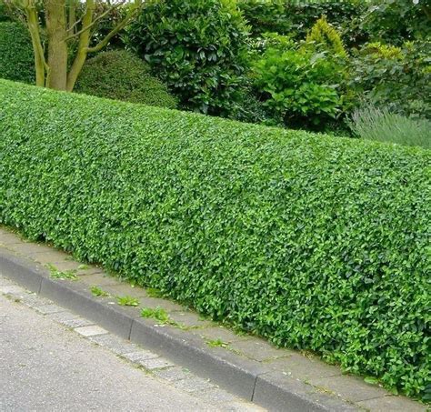 Northen Privet Hedge Grows In A Pyramidal Shape And Provides A Privacy