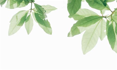 green leaf, branch, bright, desktop backgrounds, wallpaper, freshness ...