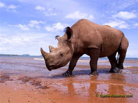 Game African Wildlife Screensavers Black Rhino