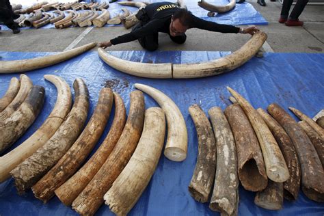 Thailand Customs Make Second Biggest Seizure Of Illegal Ivory Tusks