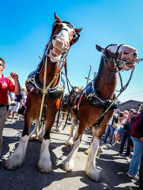 25 How Many Budweiser Clydesdales Are There Quick Guide 112023