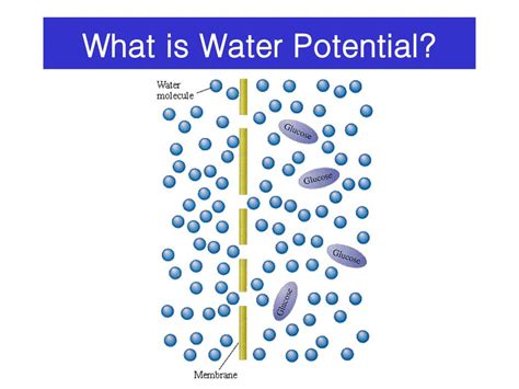PPT - What is Water Potential? PowerPoint Presentation, free download ...