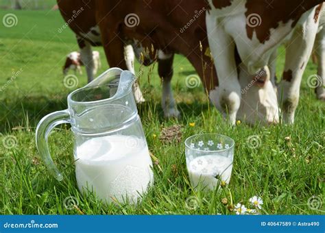 Milk And Cows Stock Image Image Of Alpine Meadow Cows 40647589