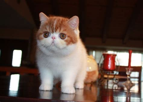 Cat lovers and breeders alike will agree that exotic shorthair kittens resemble the persian breed, except that their hair is short, and their coat is short and thick, too. : Exotic Shorthair Cats & Persian Cats - | Need it ...