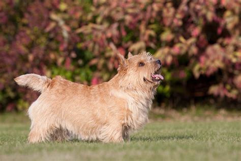 norwich terrier dogs breed information omlet