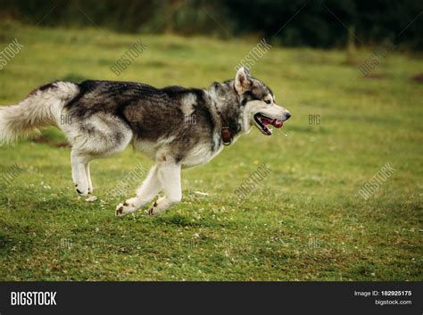 Husky Dog Running Image And Photo Free Trial Bigstock