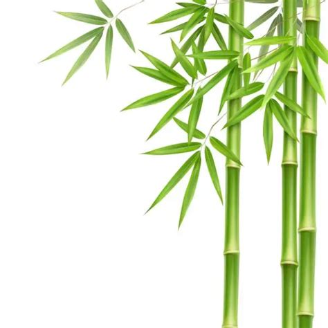 22 Funny Bamboo Puns Tell Us Jokes