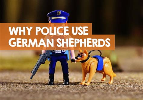 What Kind Of German Shepherd Do Police Use