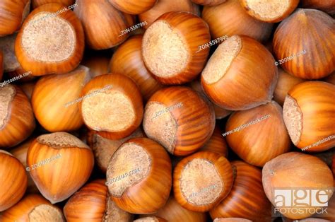 Haselnüsse Hazelnuts Germany Stock Photo Picture And Rights Managed