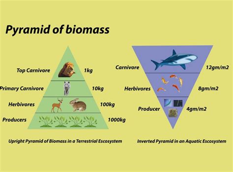 Pyramid Of Biomass Definition Example And Faqs Education Waves