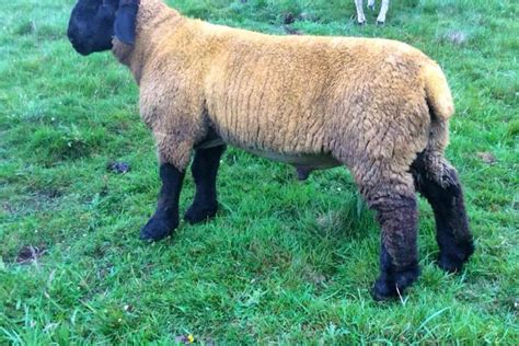 1 Suffolk Breeding Ram Lamb Sellmylivestock The Online Livestock