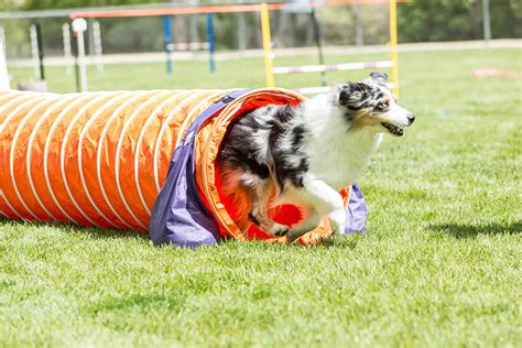 Dog Agility Training In Orange County And Los Angeles K9 Indigo