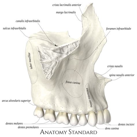 Maxillary Bone Anatomy
