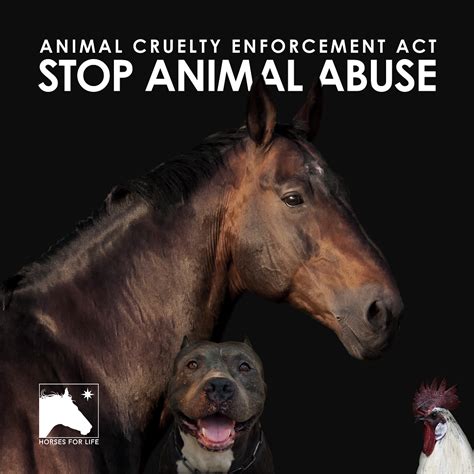Animal Protection Laws In The Usa Horses For Life Foundation